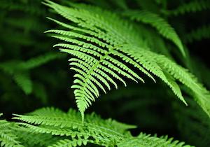 fern ""