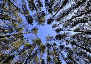 forests ""